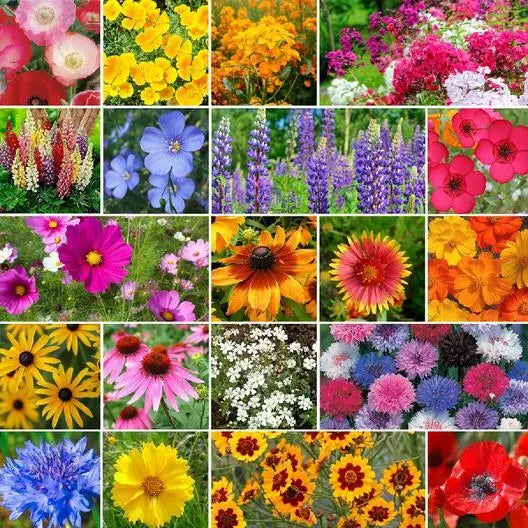wildflower mix flower seeds