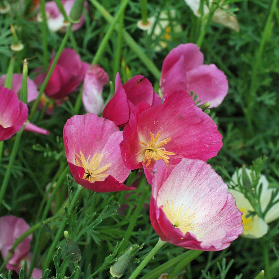 purple gleam flower seeds