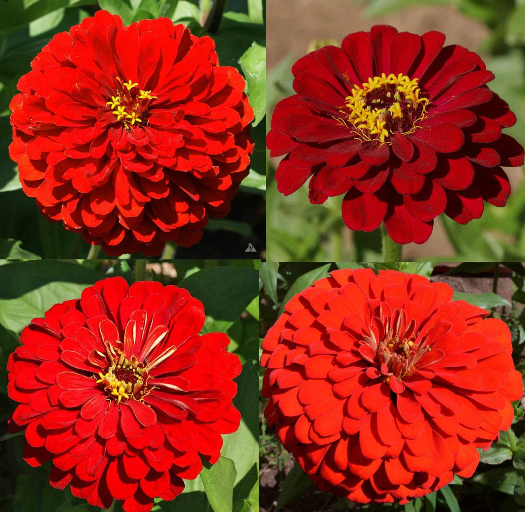 zinnia hummingbird flower seeds