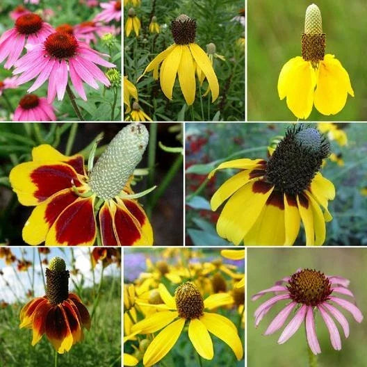 coneflower conehead flower seeds