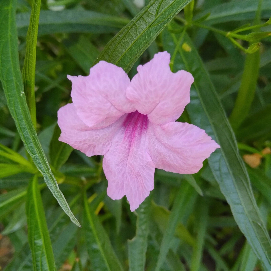 pink of flower seeds