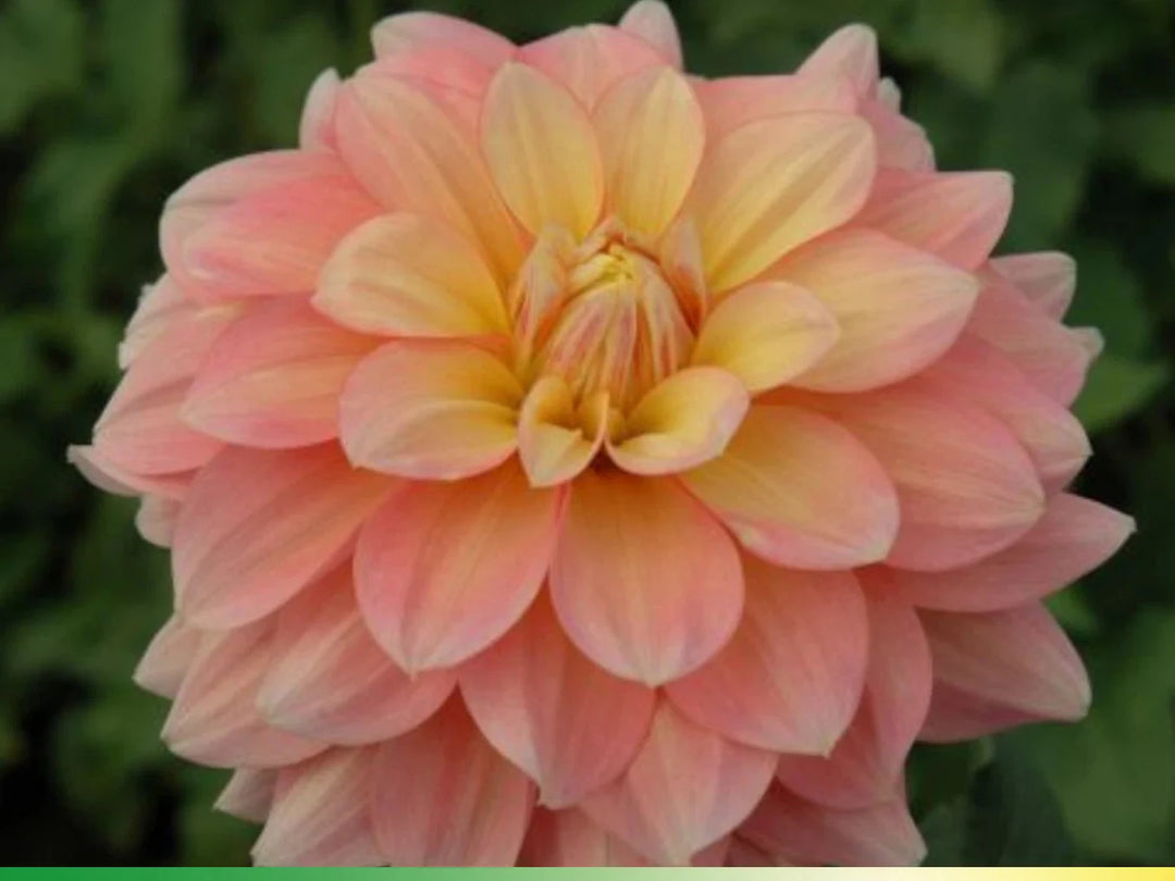 october sky flower seeds