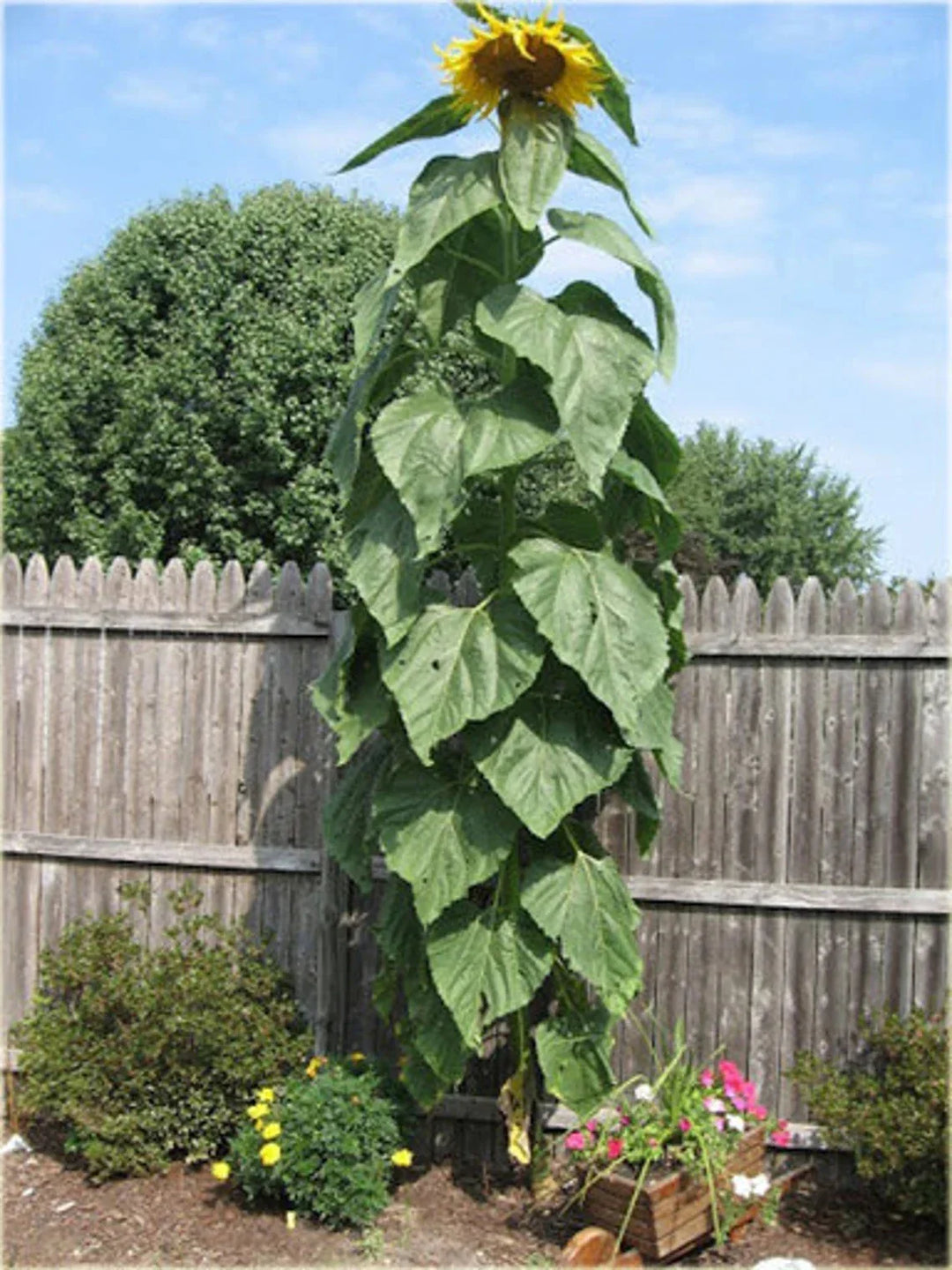 sunflower striped flower seeds