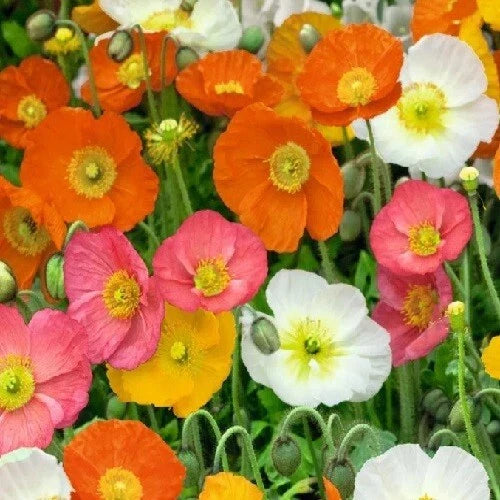stratified perennial flower seeds