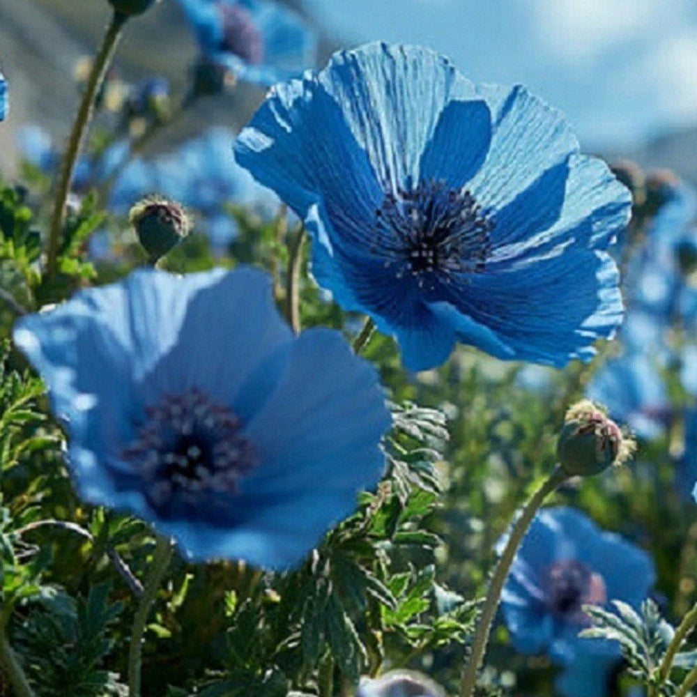 blue blue flower seeds