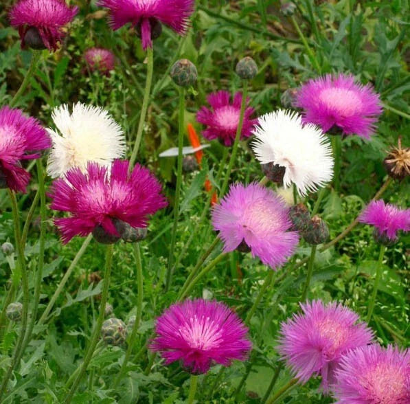 purple cornflower flower seeds