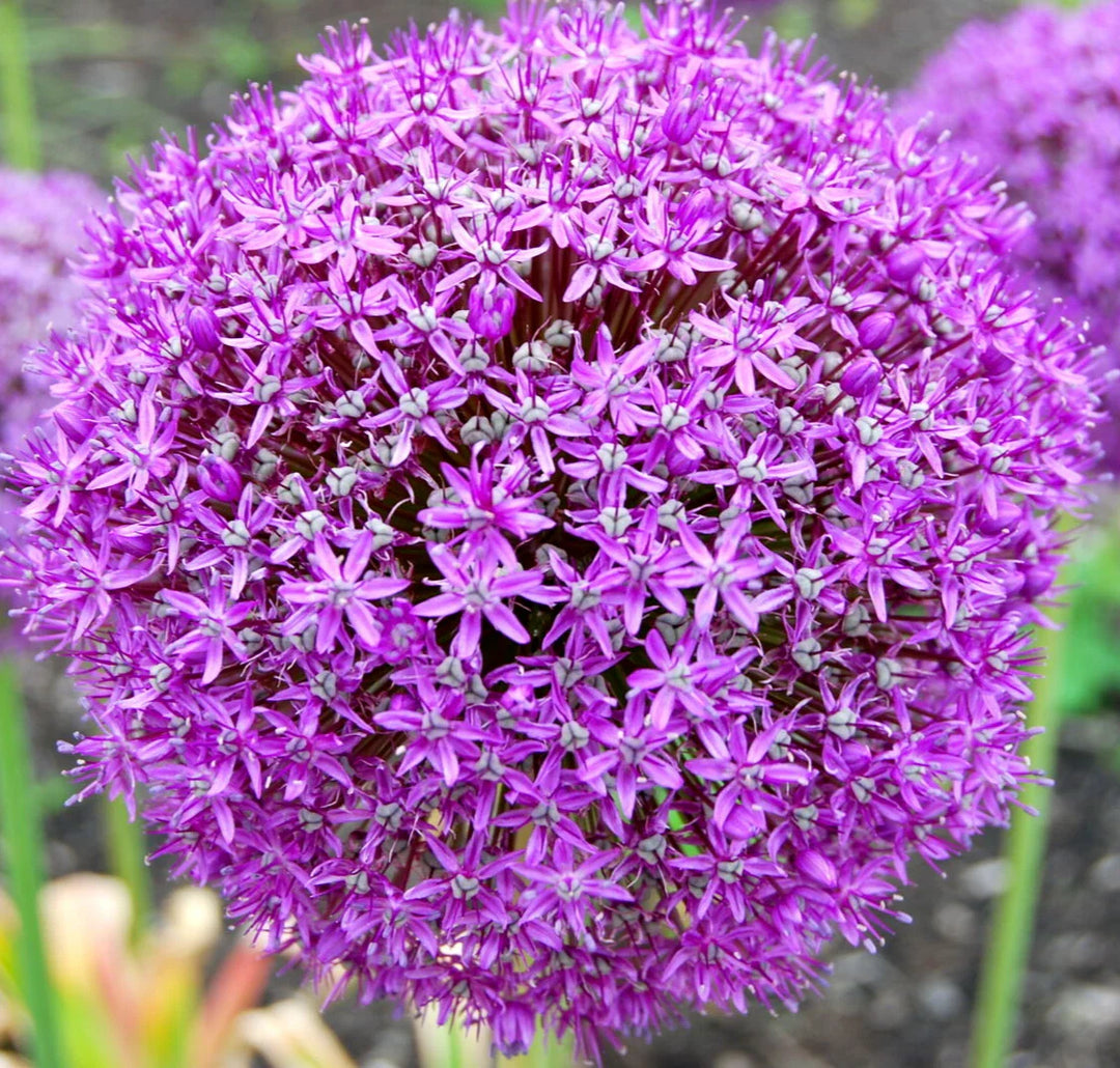 giant onion flower seeds