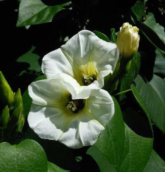 ipomoea corymbosa flower seeds