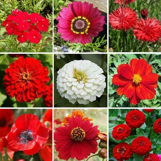 red wildflower flower seeds
