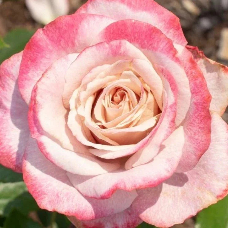 white pink flower seeds