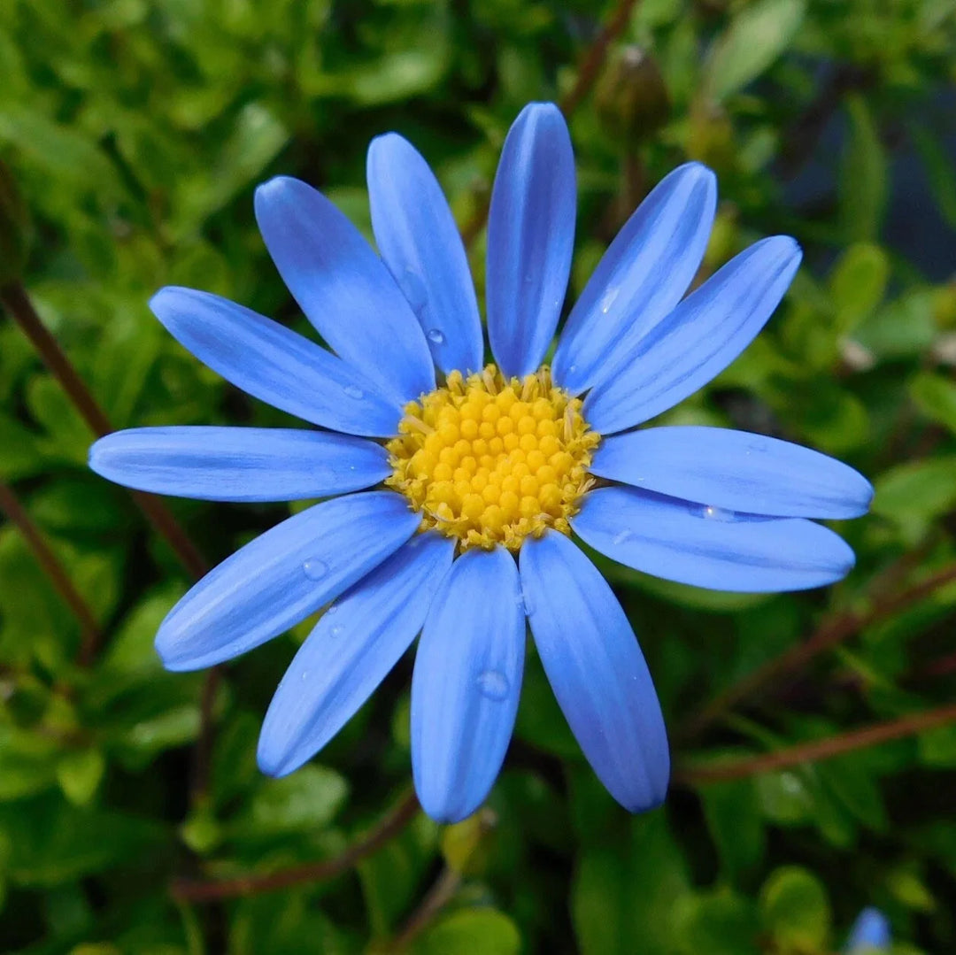 blue felicia flower seeds