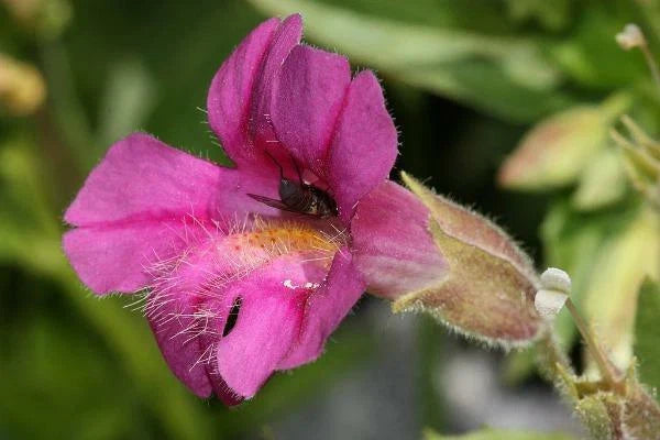erythranthe lewisii flower seeds