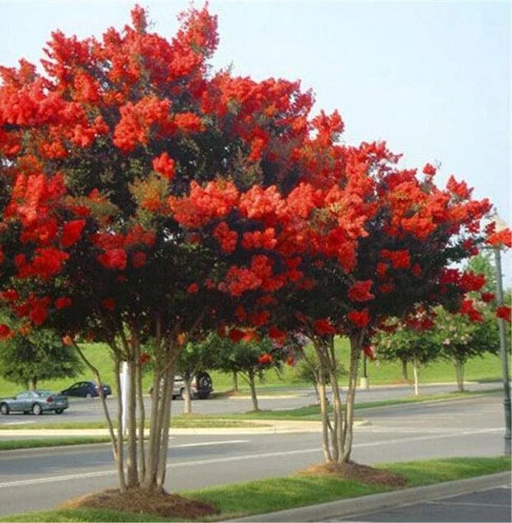 red flower seeds