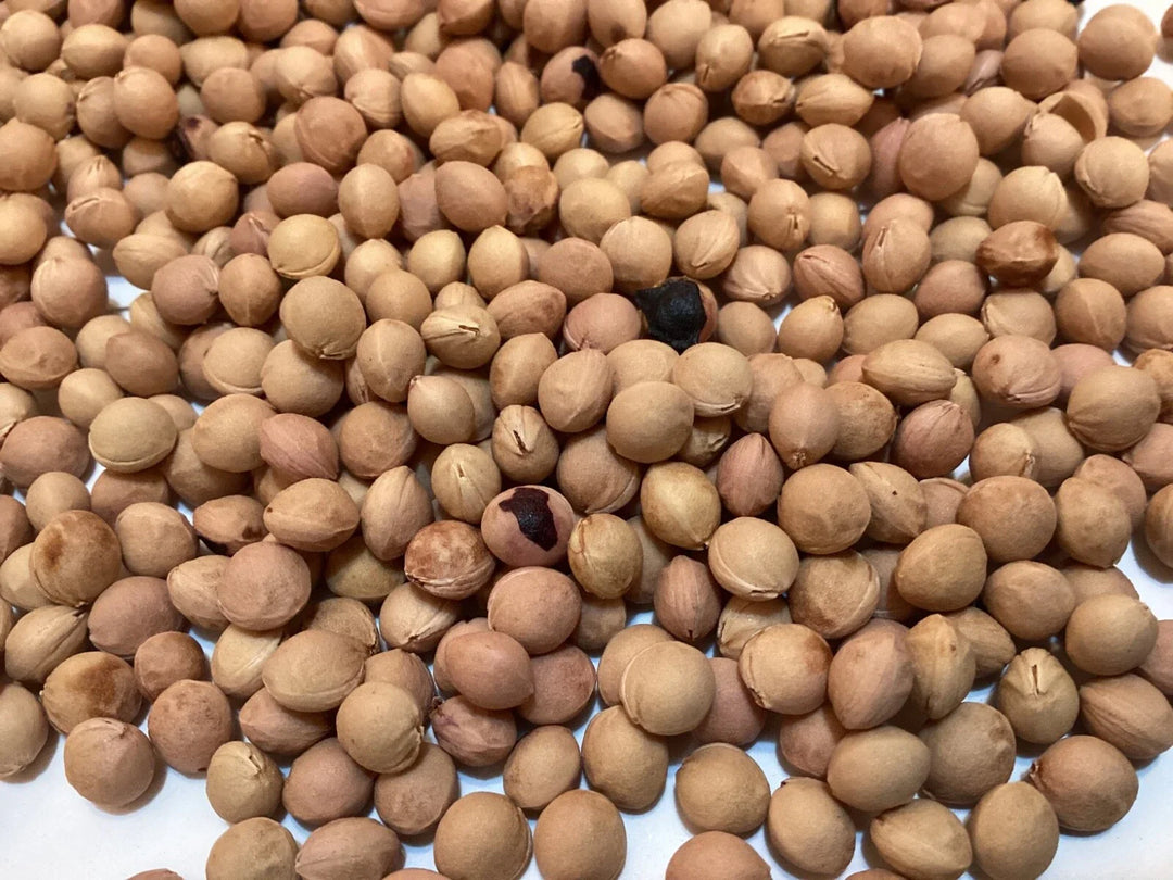 black black flower seeds