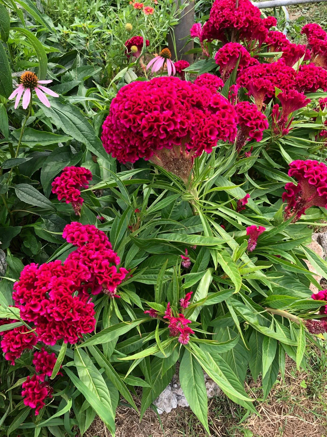 giant celosia flower seeds