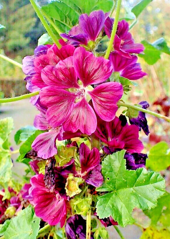 red malva flower seeds
