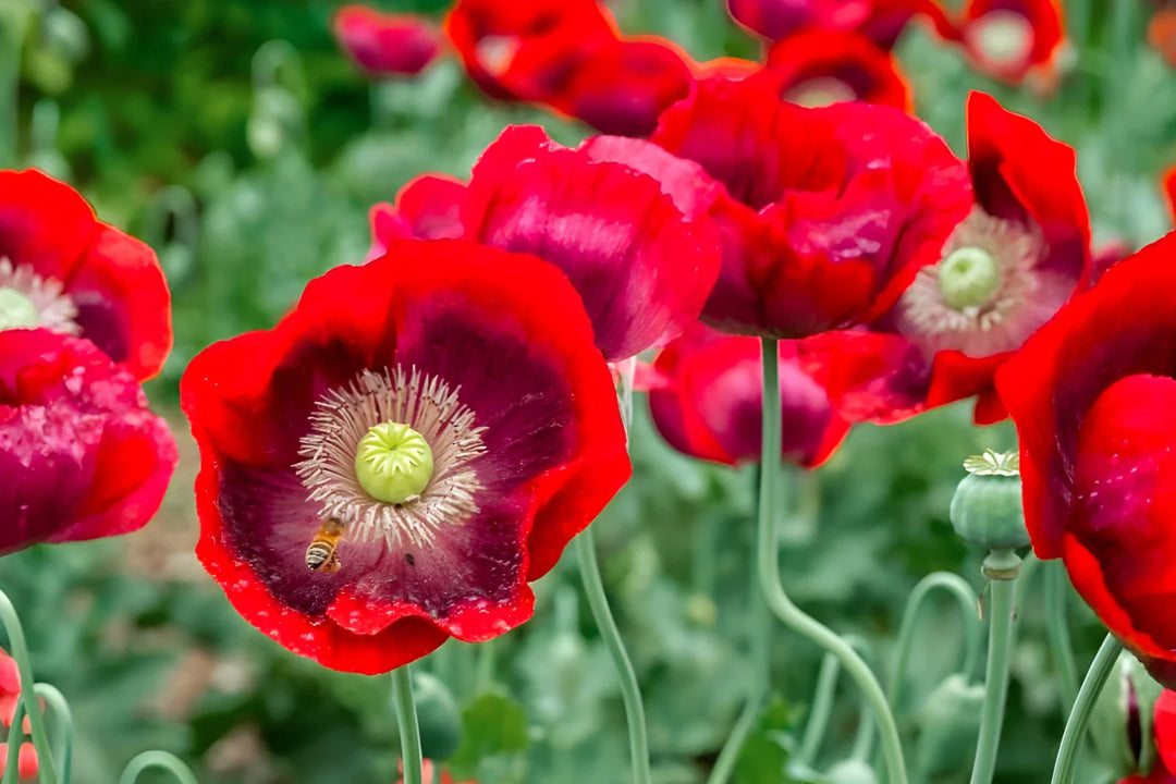 red cherry flower seeds