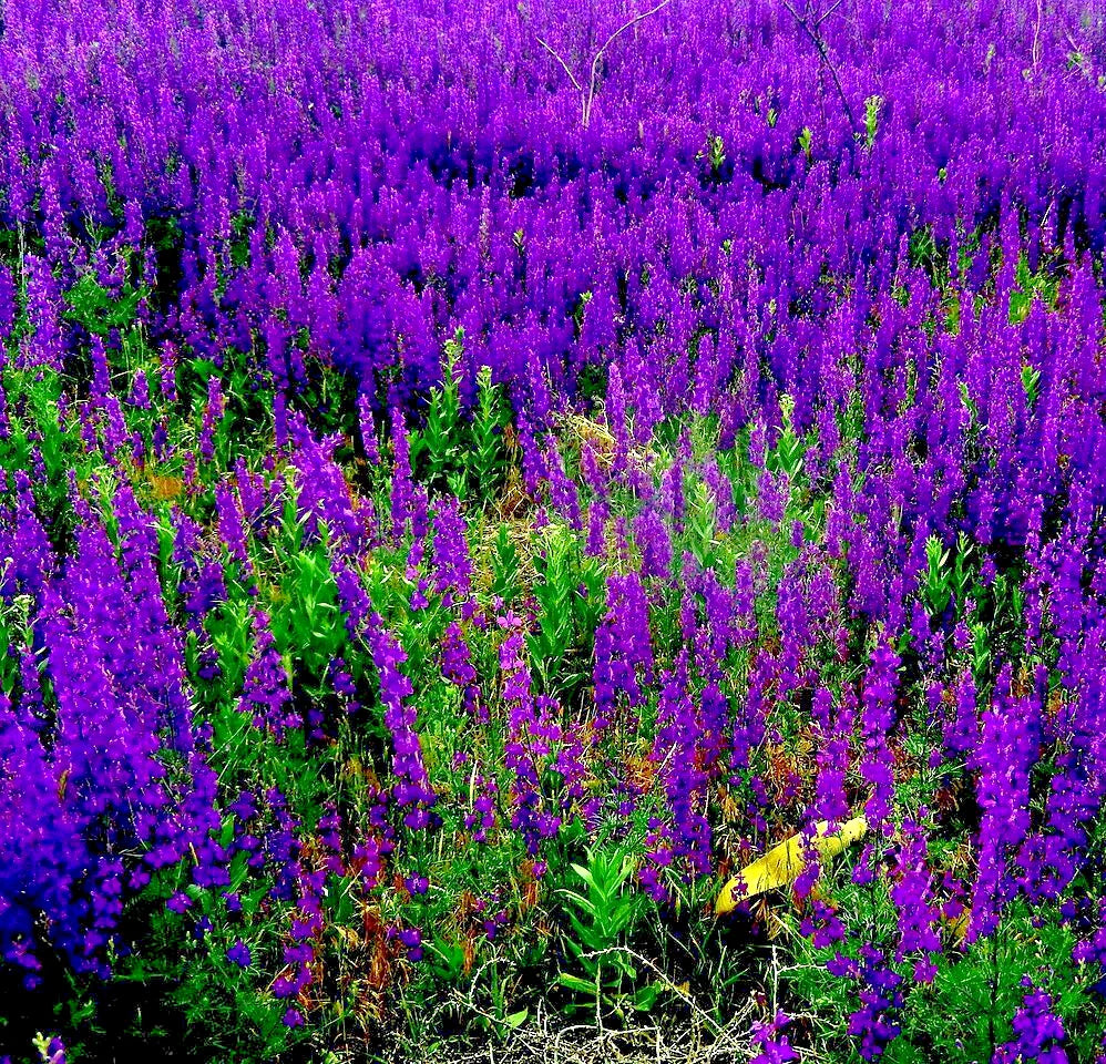 vipers bugloss flower seeds