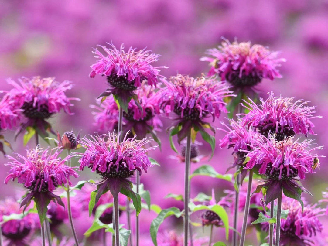 bee balm flower seeds
