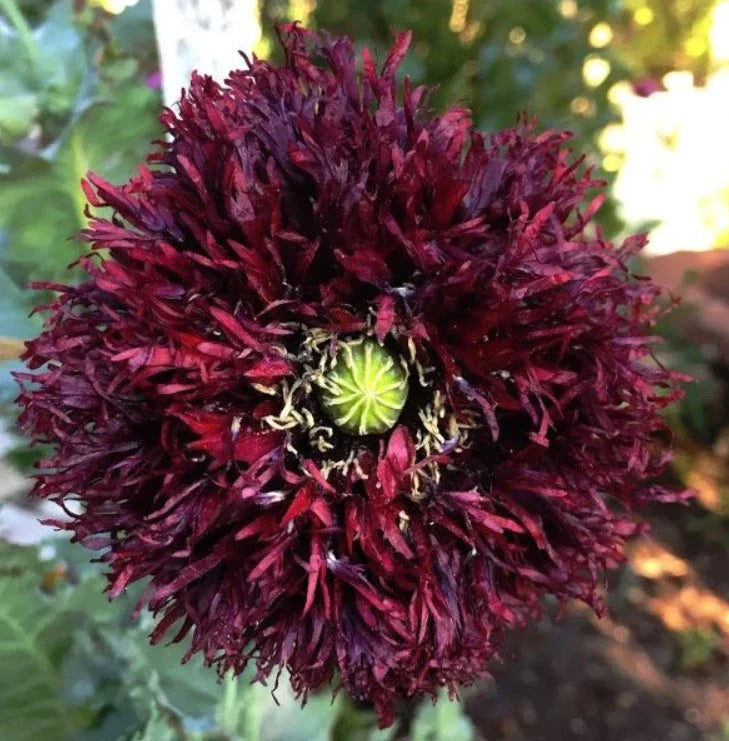black poppy flower seeds