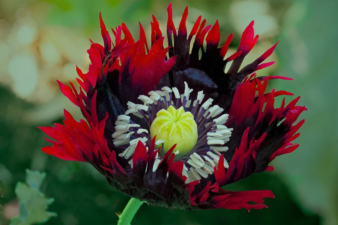 jimi s flower seeds