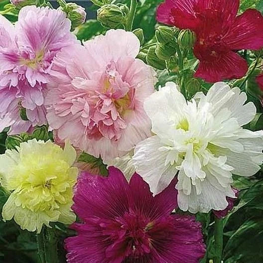 hollyhock summer flower seeds