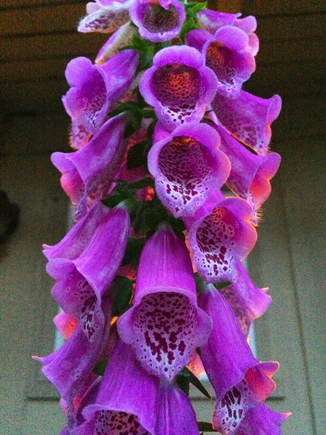 floxglove digitalis flower seeds