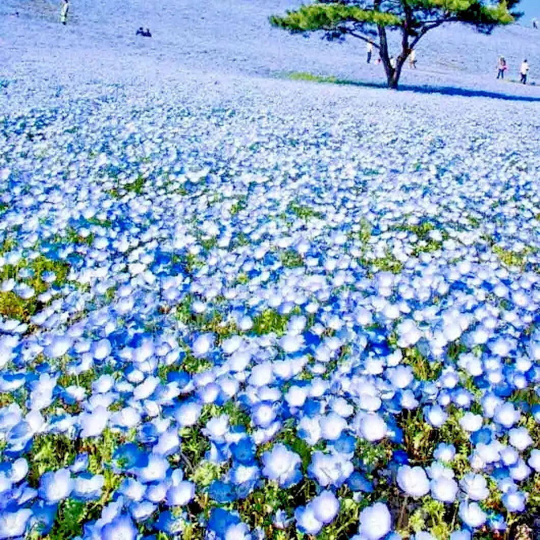 blue baby flower seeds