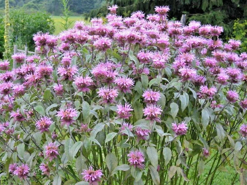 wild bergamot flower seeds