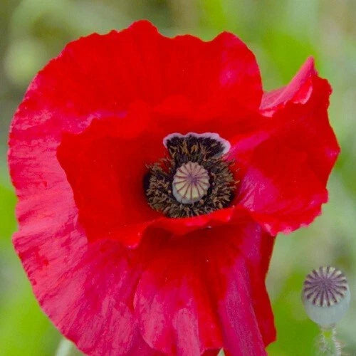 red stratified flower seeds
