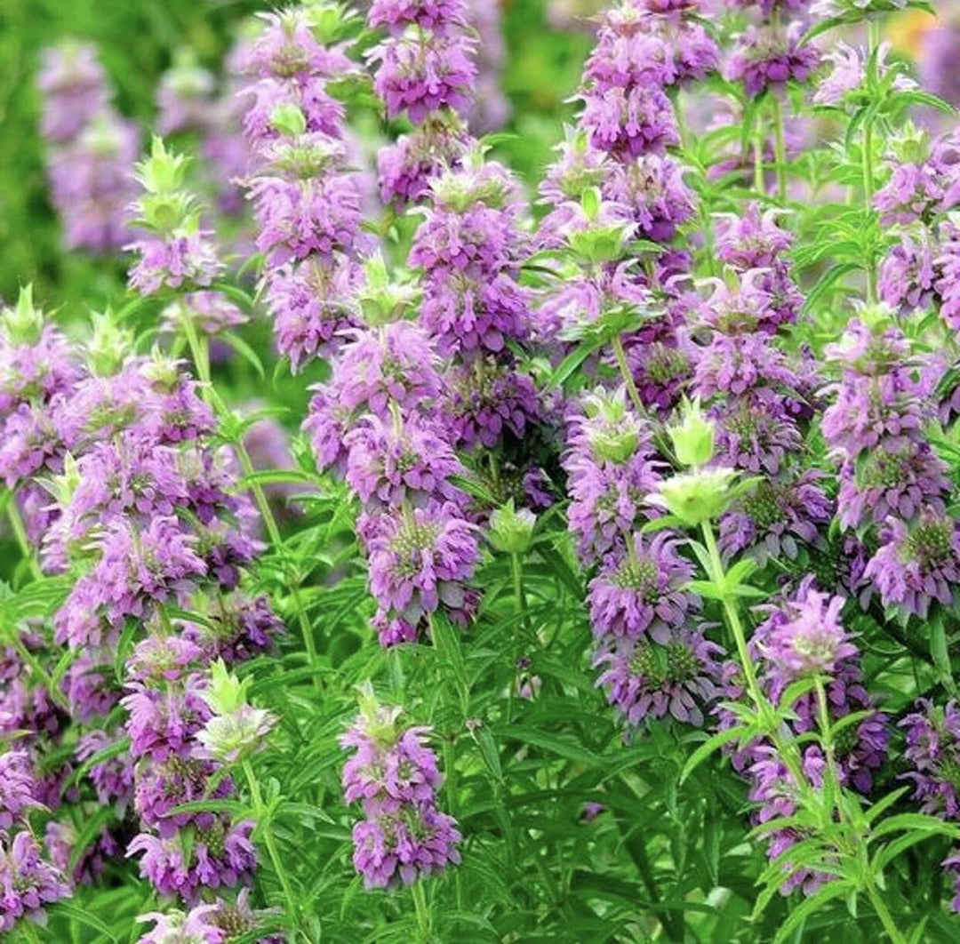 lemon mint flower seeds