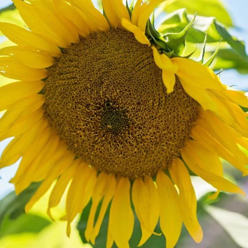 mammoth sunflower flower seeds