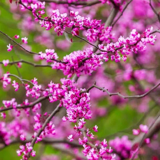 redbud tree flower seeds