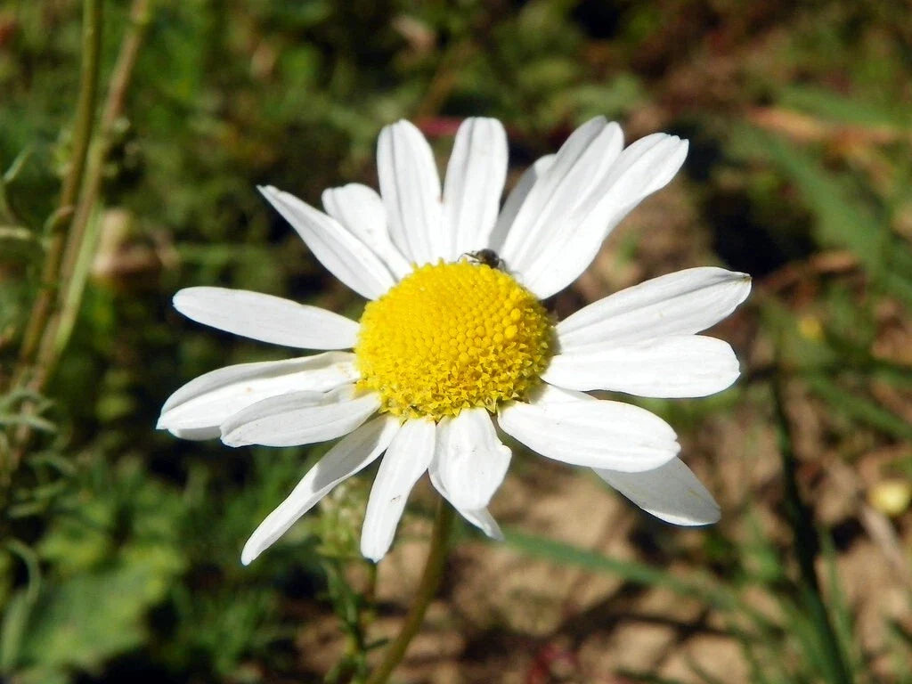 chamomile flower flower seeds