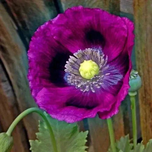purple poppy flower seeds