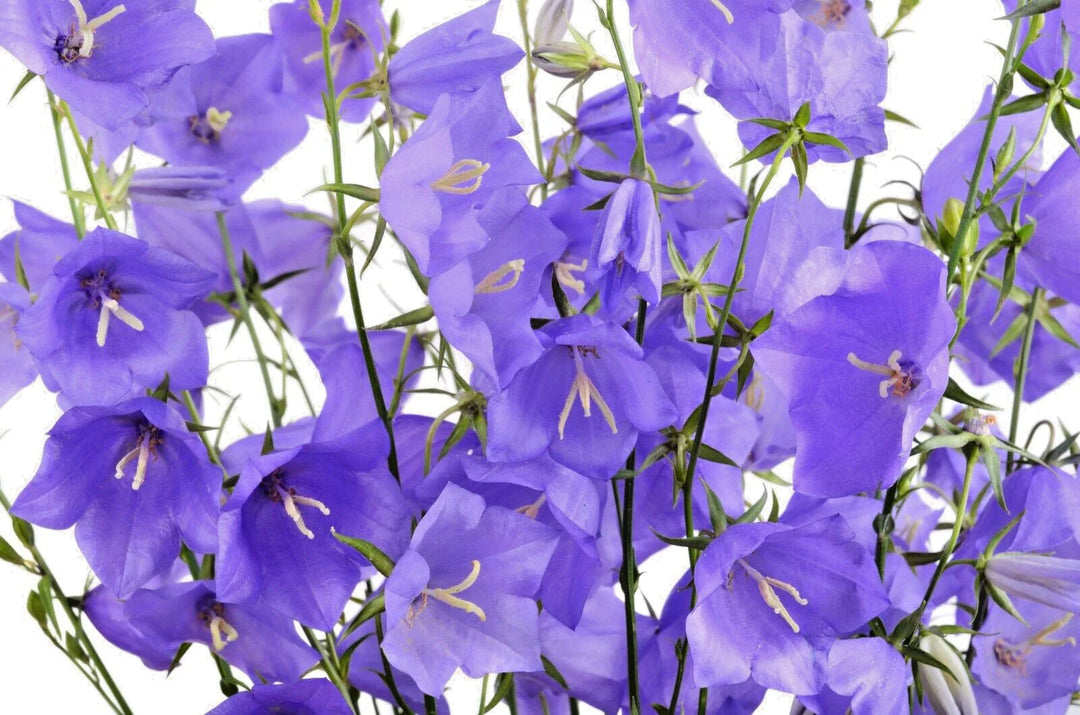 blue peach flower seeds