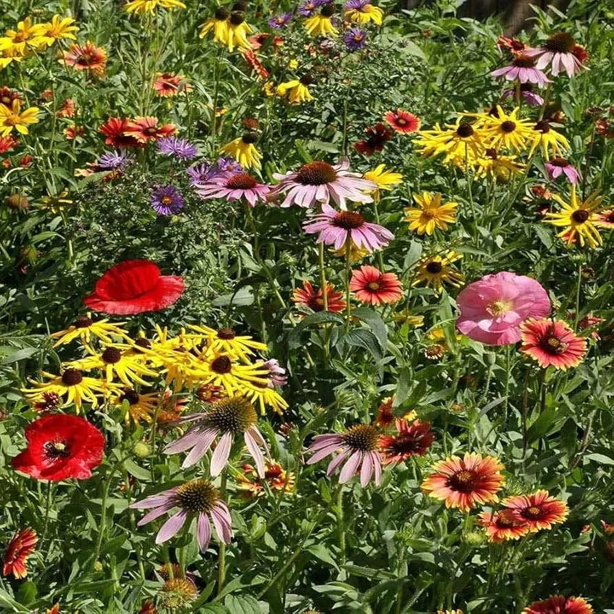 midwestern wildflower flower seeds