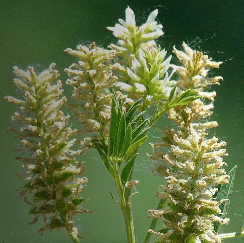 licorice wild flower seeds