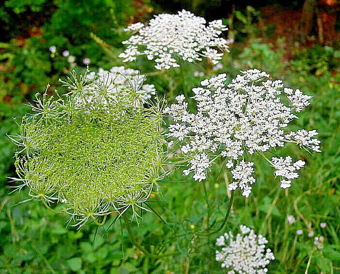 queen anns flower seeds