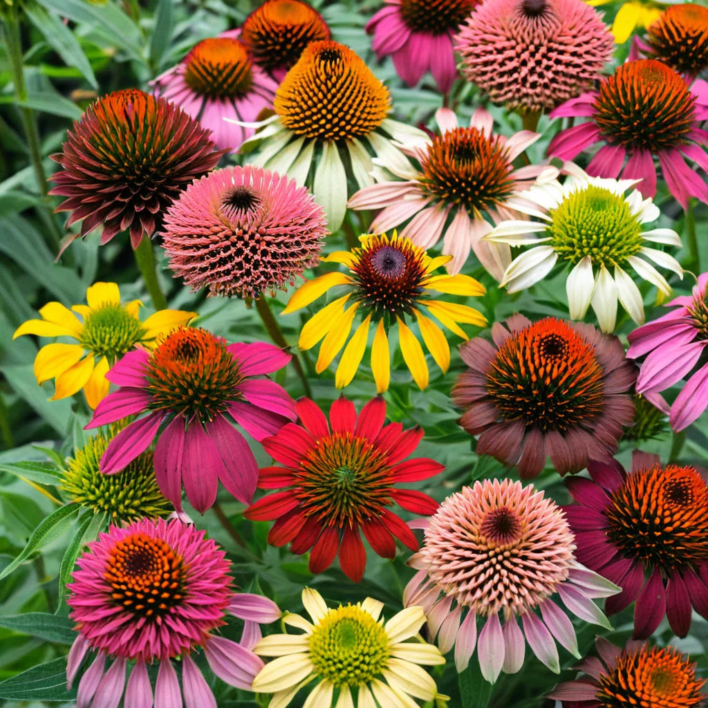 double mix flower seeds