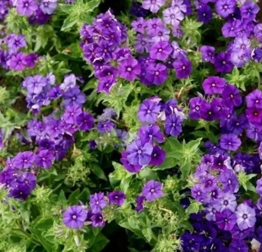 blue blue flower seeds
