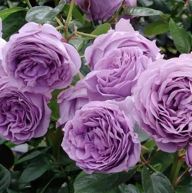 purple blue flower seeds