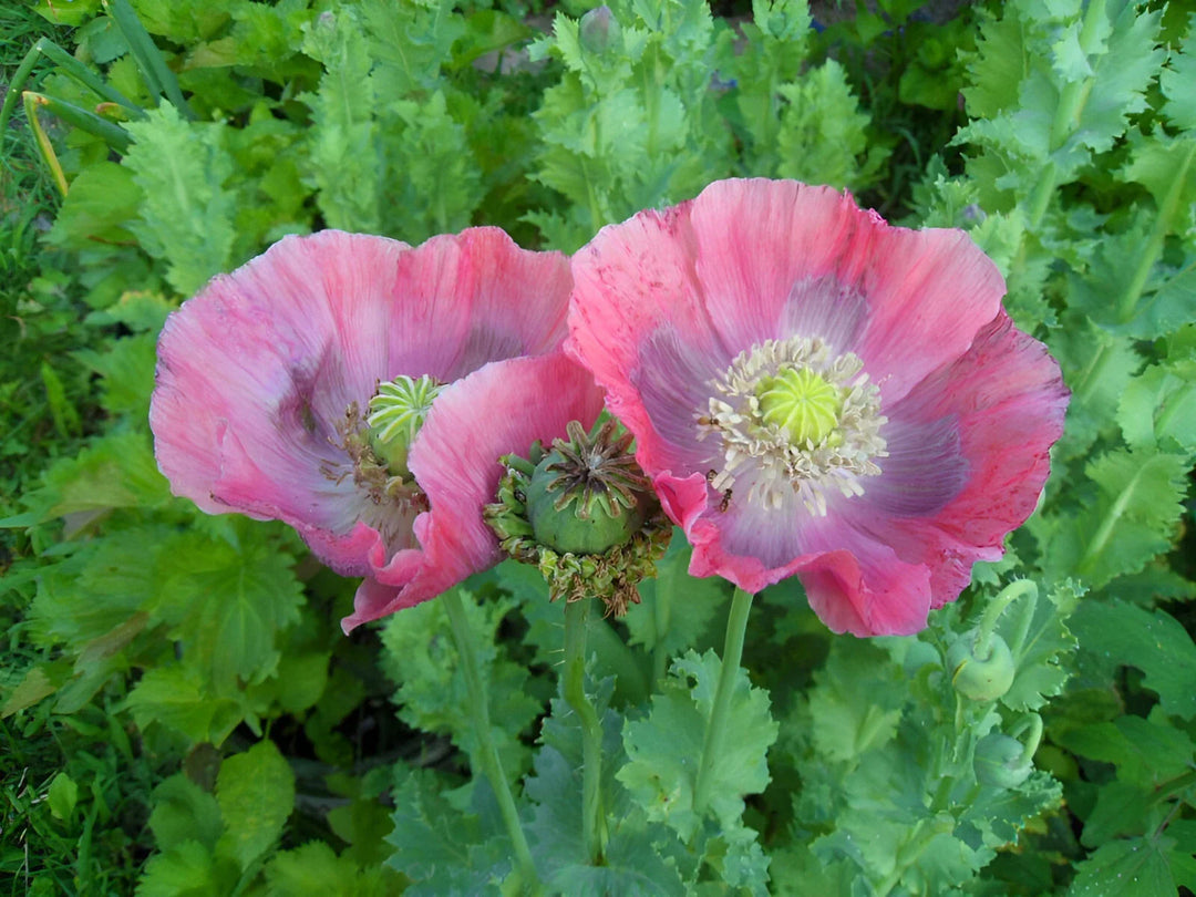 pink purple flower seeds