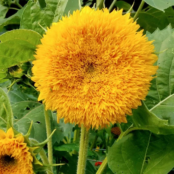 tall teddy flower seeds