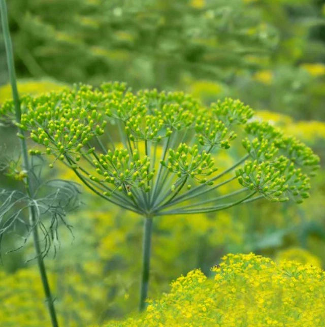 dill long flower seeds
