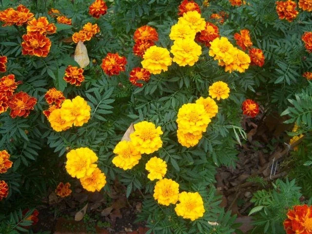 marigold french flower seeds