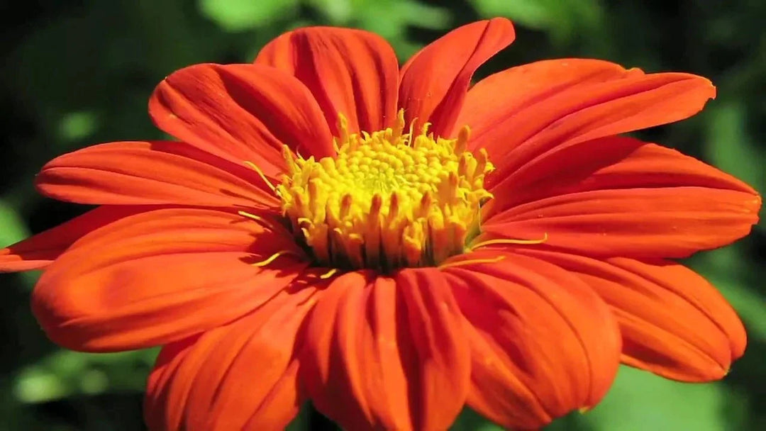 mexican torch flower seeds