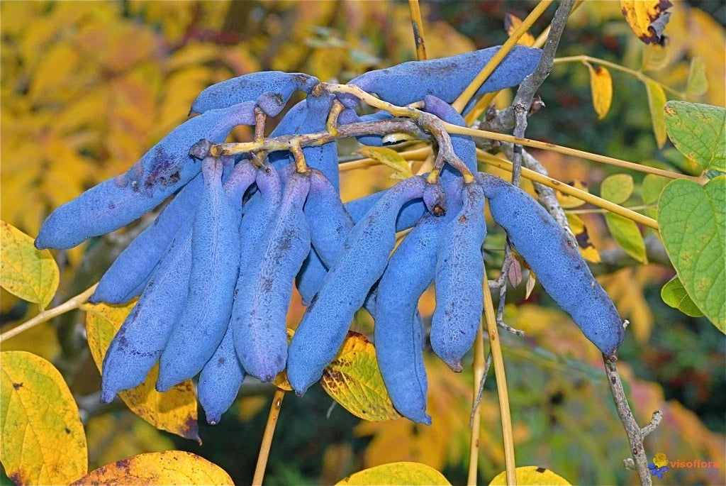 blue sausage flower seeds