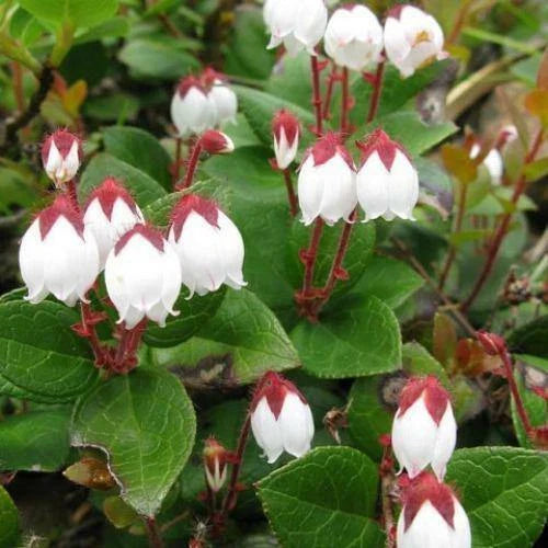 gaultheria procumbens flower seeds