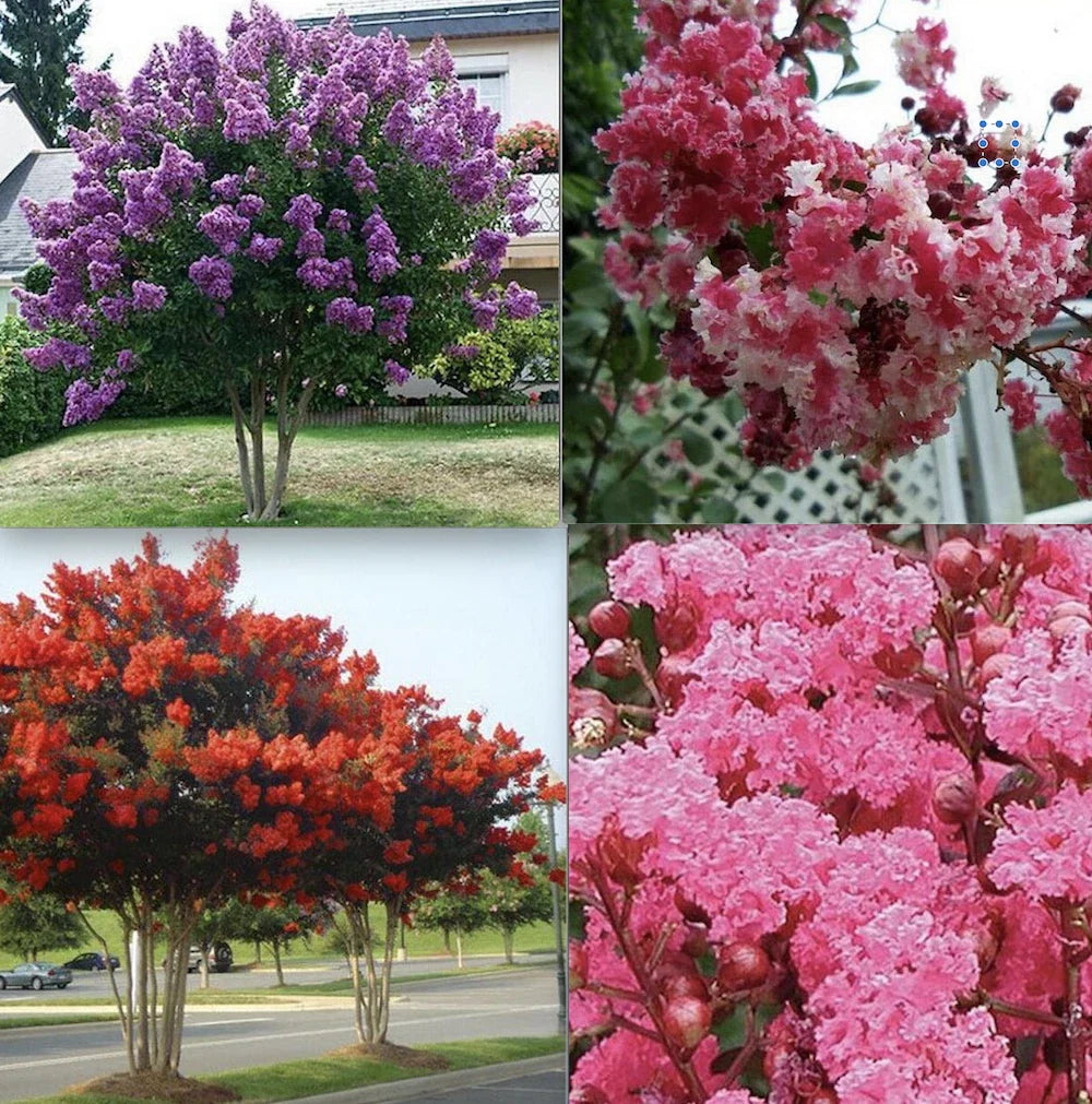 crape crepe flower seeds